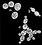 Fig. 24.  Yeast cells growing under the microscope. a, Single cells. b, Two cells forming by division. c, A group of cells where division is going on in all directions.