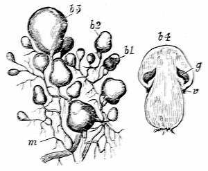 Fig. 25.  Early stages of the mushroom. (After Sachs.)  m, Mycelium. b1-3, Mushroom buds of different ages. b4, Button mushroom. g, Gills forming inside before lower attachment of the cap gives way at v.