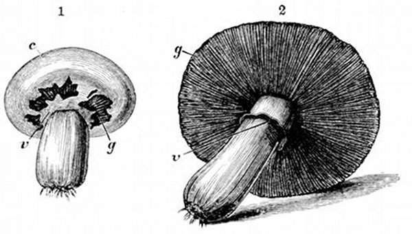 Fig. 26.  Later stages of the mushroom. (After Gautier.)  1, Button mushroom stage. c, Cap. v, Veil. g, Gills.  2, Full-grown mushroom, showing veil v after the cap is quite free, and the gills or lamellæ g, of which the structure is shown in Fig. 27.