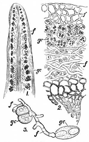 Fig. 30.  Sections of Lichens. (Sachs.)  1, Section of a hairy lichen, Usnea barbata. 2, Section of a leafy lichen, Sticta fuliginosa. 3, Early growth of a lichen. gc, Green cells. f, Fungus.