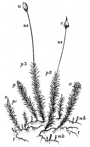 Fig. 34.  Polytrichum commune. A large hair-moss.  t, t, Threads of green cells forming the protonema out of which moss-buds spring. mb, Buds of moss-stems. a, Minute green flower in which the antherozoids are formed (enlarged in Fig. 35). p, p1, p2, p3, Minute green flower in which the ovules are formed, and urn-plant springing out of it (enlarged in Fig. 35). us, Urn stems. c, Cap. u, Urn after cap has fallen off, still protected by its lid.