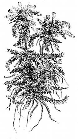 Fig. 36.  Sphagnum moss from a Devonshire bog. (From life.)