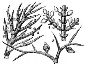 Fig. 65.  Three seaweeds of Fig. 63 much magnified to show fruits. (Harvey.)  2, Sphacelaria filicina. 3, Polysiphonia urceolata. 4, Corallina officinalis.