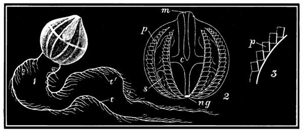 Fig. 71.  Cydippe Pileus.  1, Animal with tentacles t, bearing small tendrils t´. 2, Body of animal enlarged. m, Mouth. c, Digestive cavity. s, Sac into which the tentacles are withdrawn. p, Bands with comb-like plates. 3, Portion of a band enlarged to show the moving plates p.