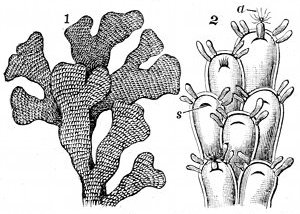 Fig. 72.  The Sea-mat or Flustra (Flustra foliacea.)  1, Natural size. 2, Much magnified. s, Slit caused by drawing in of the animal a.