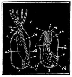 Fig. 73.  Diagram of the animal in the Flustra or Sea-mat.  1, Animal protruding. 2, Animal retracted in the sheath. sh, Covering sheath. s, Slit. t, Tentacles. m, Mouth. th, Throat. st, Stomach. i, Intestine. r, Retractor muscle. e, Egg-forming parts. g, Nerve-ganglion.