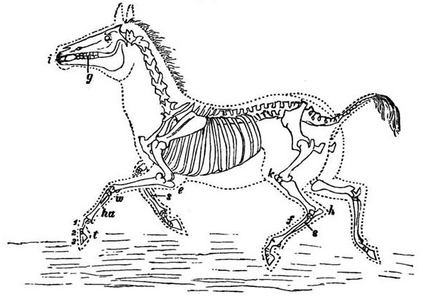 Fig. 76.  Skeleton of Horse or Ass.  i, Incisor teeth. g, Grinding teeth, with the gap between the two as in all grass-feeders. k, Knee. h, Hock or heel. f, Foot. s, Splints or remains of the two lost toes. e, Elbow. w, Wrist. ha, Hand-bone. t, middle toe of three joints, 1, 2, 3 forming the hoof.