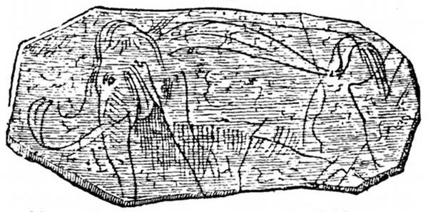 Fig. 79.  Mammoth engraved on ivory by Palæolithic man.