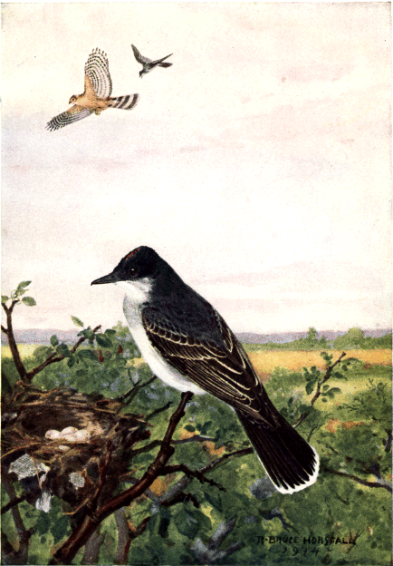 KINGBIRD