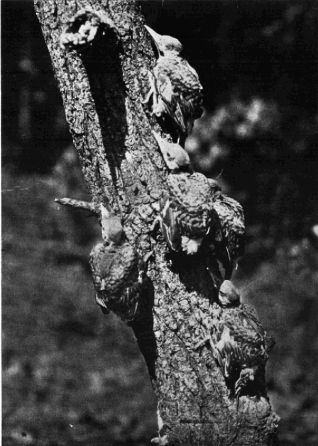 YOUNG FLICKERS ON DAY OF LEAVING NEST