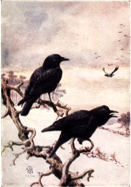 CROW