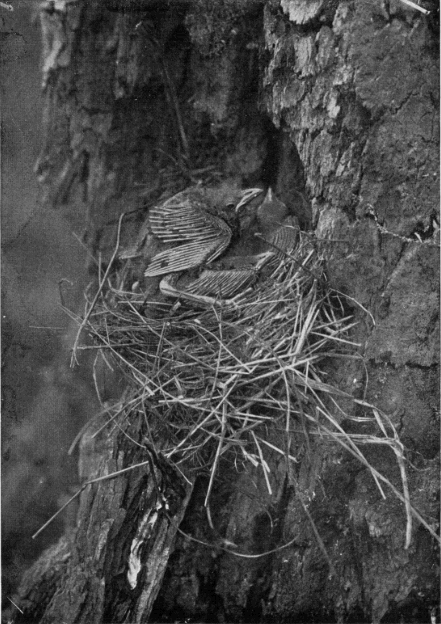 GRACKLE'S NEST AND YOUNG