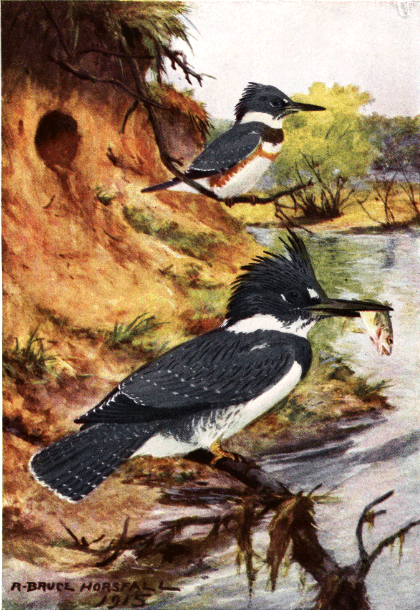 BELTED KINGFISHER