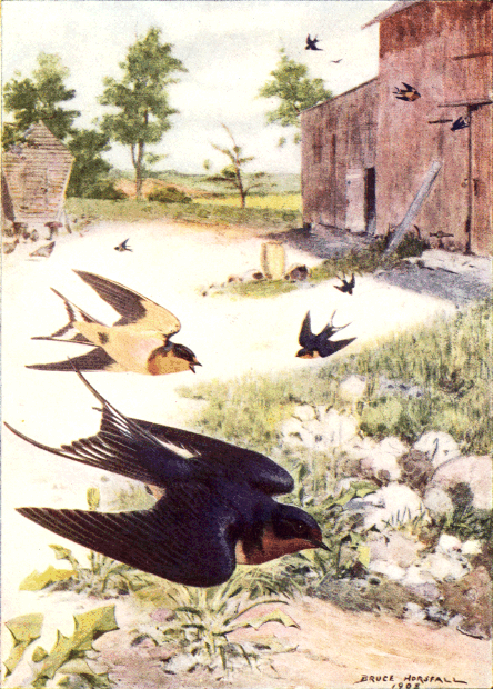 BARN SWALLOW