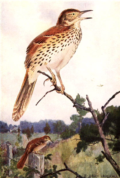 BROWN THRASHER