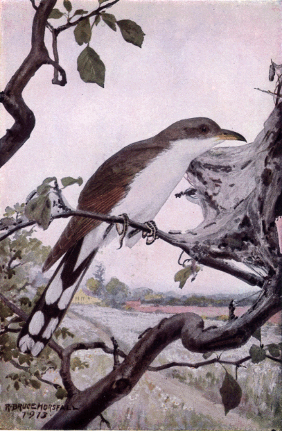 YELLOW-BILLED CUCKOO