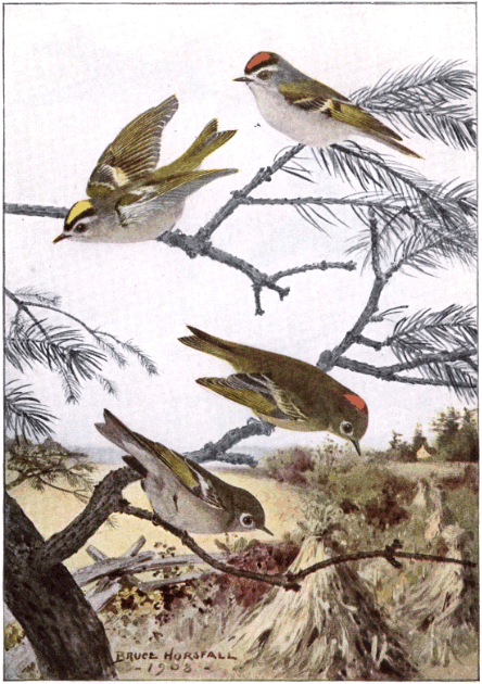 KINGLETS