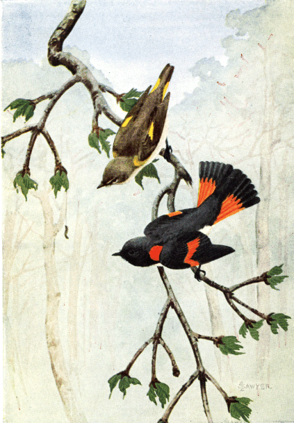 REDSTART