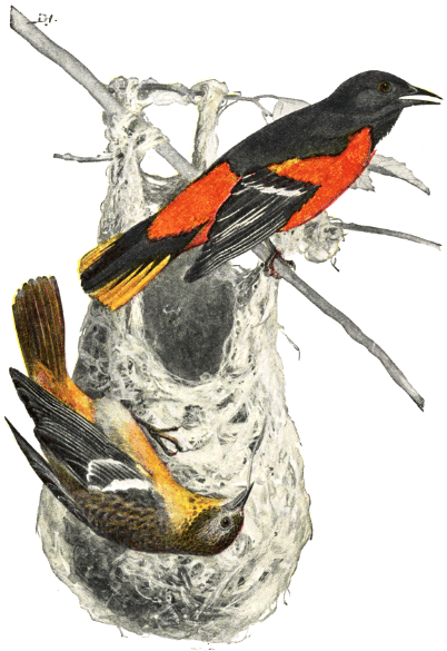 BALTIMORE ORIOLE