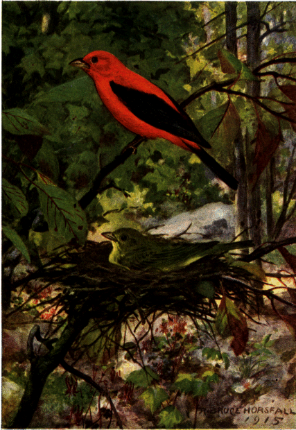 SCARLET TANAGER