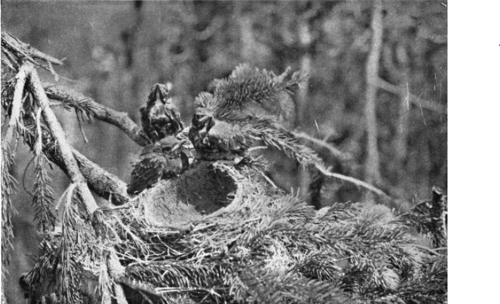 ROBIN NEST