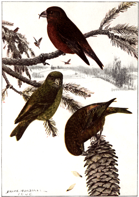 RED CROSSBILL