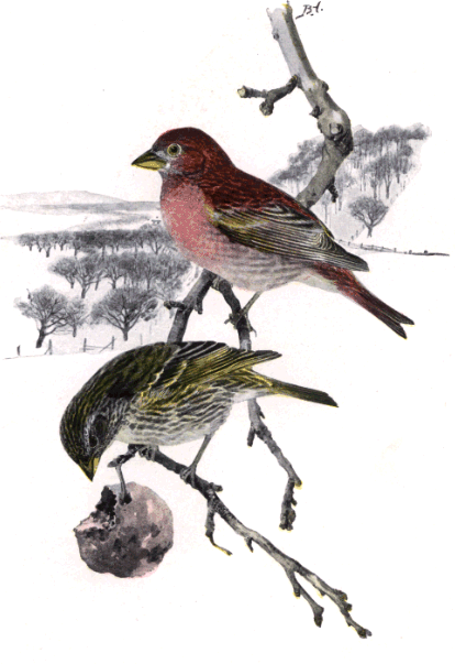 PURPLE FINCH