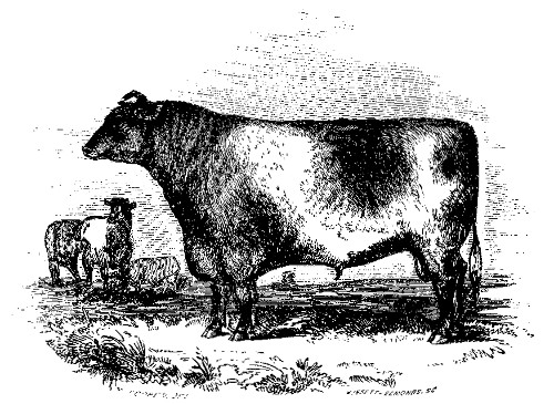 EARL SEAHAM.  The best Short-Horned Durham Bull over Three Years Old: Owned by J. M. Sherwood and A. Stevens.