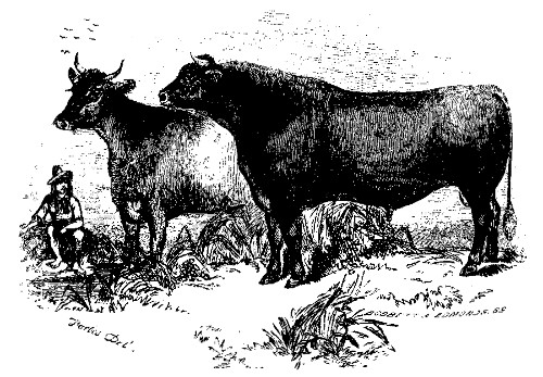 KOSSUTH AND BRISKA.  Best Foreign (Hungarian) Cattle, over Two Years Old: Owned by Roswell L. Colt.