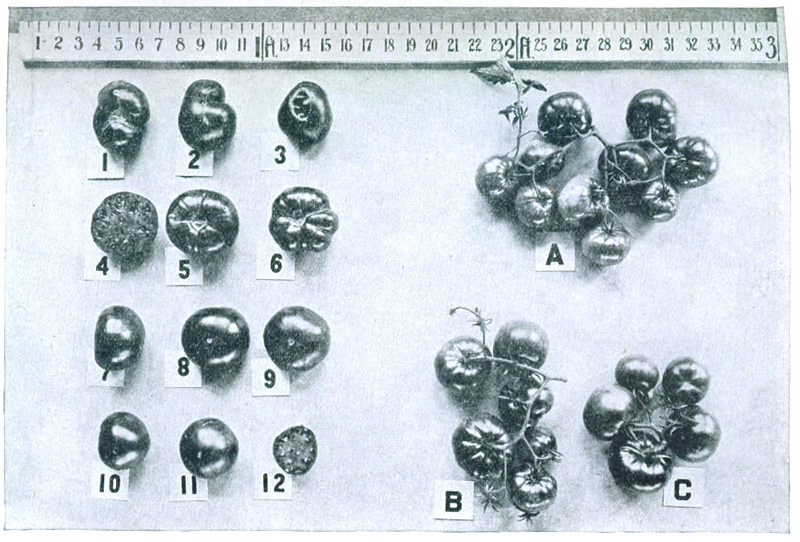 Figure 8.—The Earliana tomato. A picture of a single fruit cannot adequately describe a variety. 1-3. Rough types, common in older strains. 4. Typical interior. 5, 6. Stem end. 7-9. Good type resulting from selection. 10-12. Pointed-round type occurring frequently in improved strains. A. Unusually large cluster. B. Typical Earliana cluster showing compound branching. C. Unbranched cluster of Bonny Best for comparison.