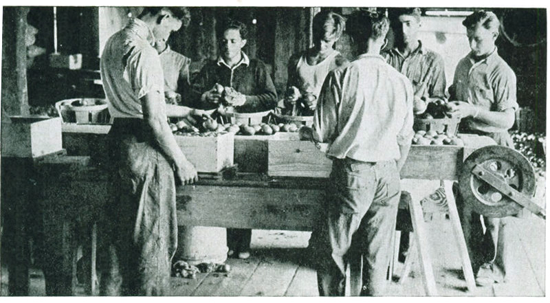 Figure 19.—Packing tomatoes on a farm in Connecticut. Boys in the background are wiping and sorting. The others are packing in half-bushel boxes. The top slats are put on before packing and the bottom is nailed on at the finish of the job. A board which is turned over with the box keeps tomatoes from falling out.