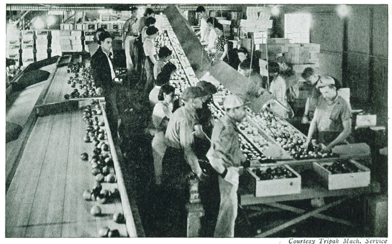 Courtesy Tripak Mach. Service</p>  <p>Figure 20.—A California packing house with elaborate machinery and fully organized.