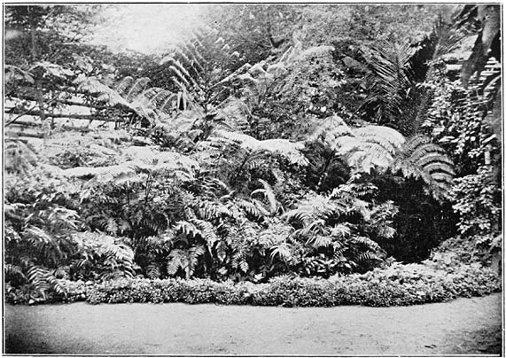 Fernery at Ermita.