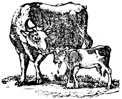 Cow and Calf.