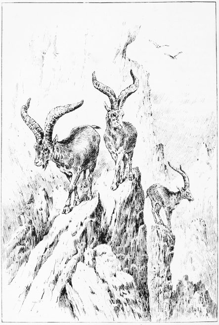 Plate XIX.  ON THE CRAGS OF ALMANZÓR.  Page 137.