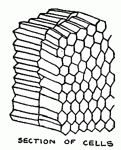 SECTION OF CELLS