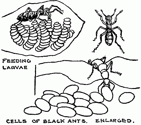 COLONY NEST OF BLACK ANTS