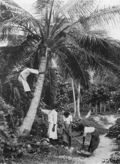 Picking Cocoanuts.