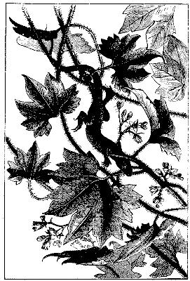 Fig. 4.—GRONOVIA SCANDENS.