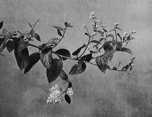 [Illustration: Ceanothus Azureus, Desf.]