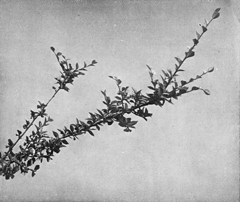 [Illustration: Cotoneaster Simonsii, Baker]