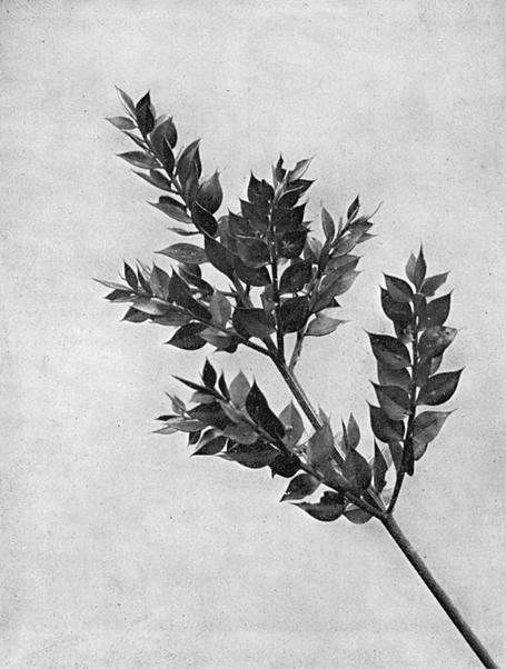 [Illustration: Ruscus Aculeatus, L.]