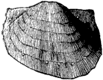 Fig. 53