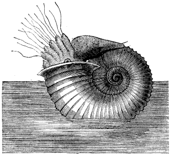 Fig. 91