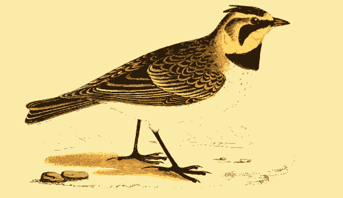 SHORE LARK.