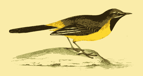 GREY WAGTAIL.