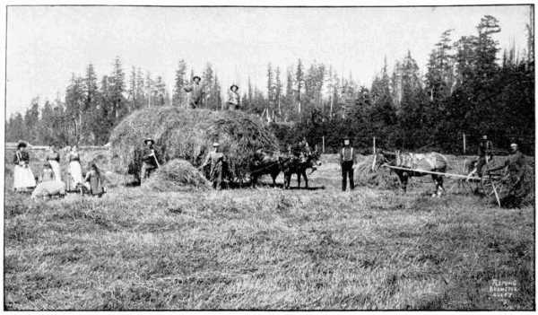 Hay-making