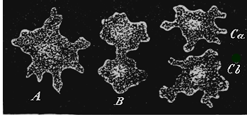 Propagation of the simplest organism, a Moneron, by self-division.