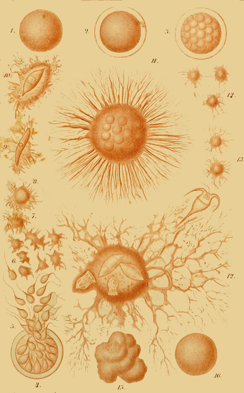 Life history of a simplest organism.