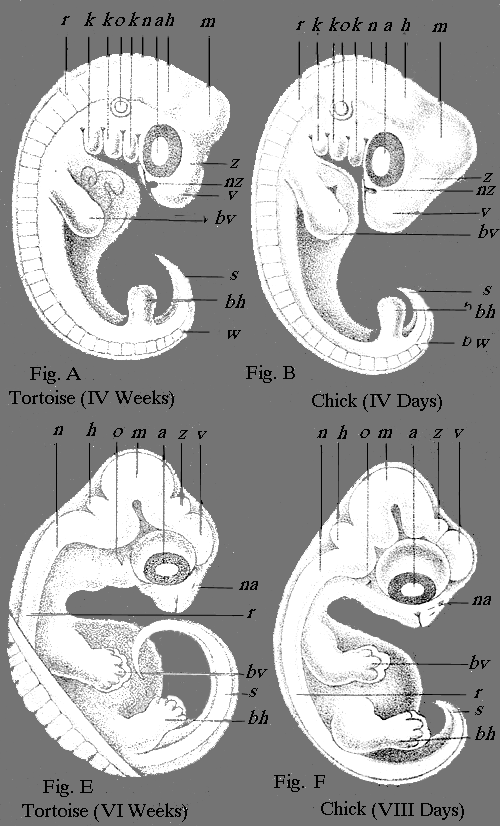 Parts of brain